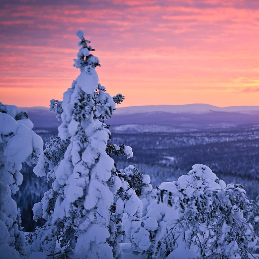  壁紙 — 一棵積雪的松樹在遠山之上，以鮮豔的粉紅色和紫色冬日夕陽為背景，形成剪影。