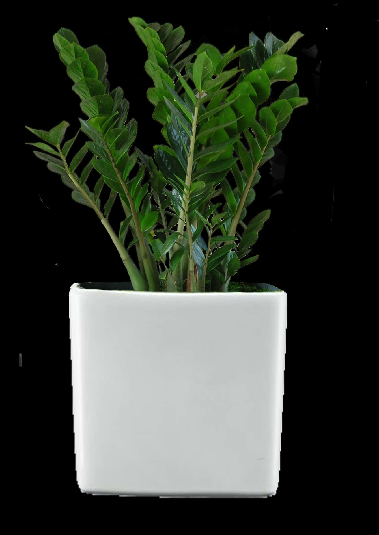 白盆中的Zamioculcas Zamiifolia植物 壁紙