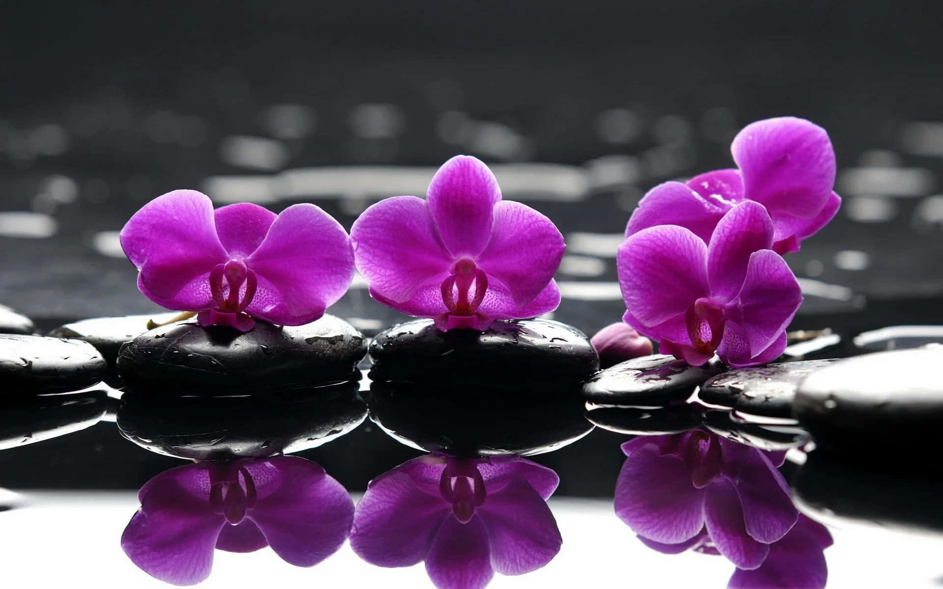 紫色蘭花在濕石上，倒映在平靜的水中，用於水療放鬆。