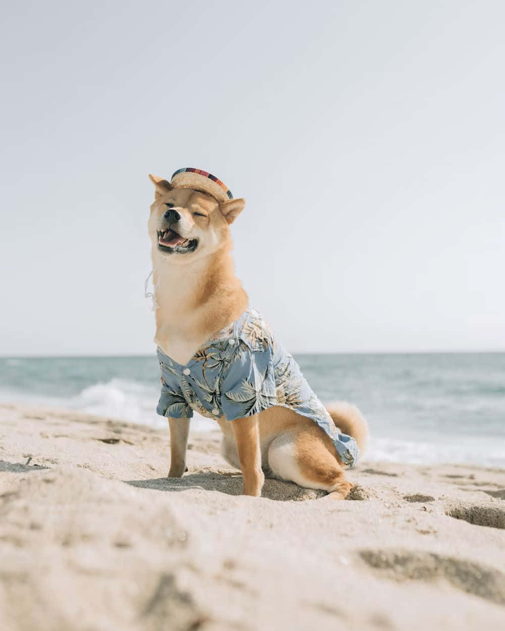  壁紙 — 一隻穿著花襯衫和草帽的柴犬，快樂地坐在陽光明媚的海灘上，身後是海浪。