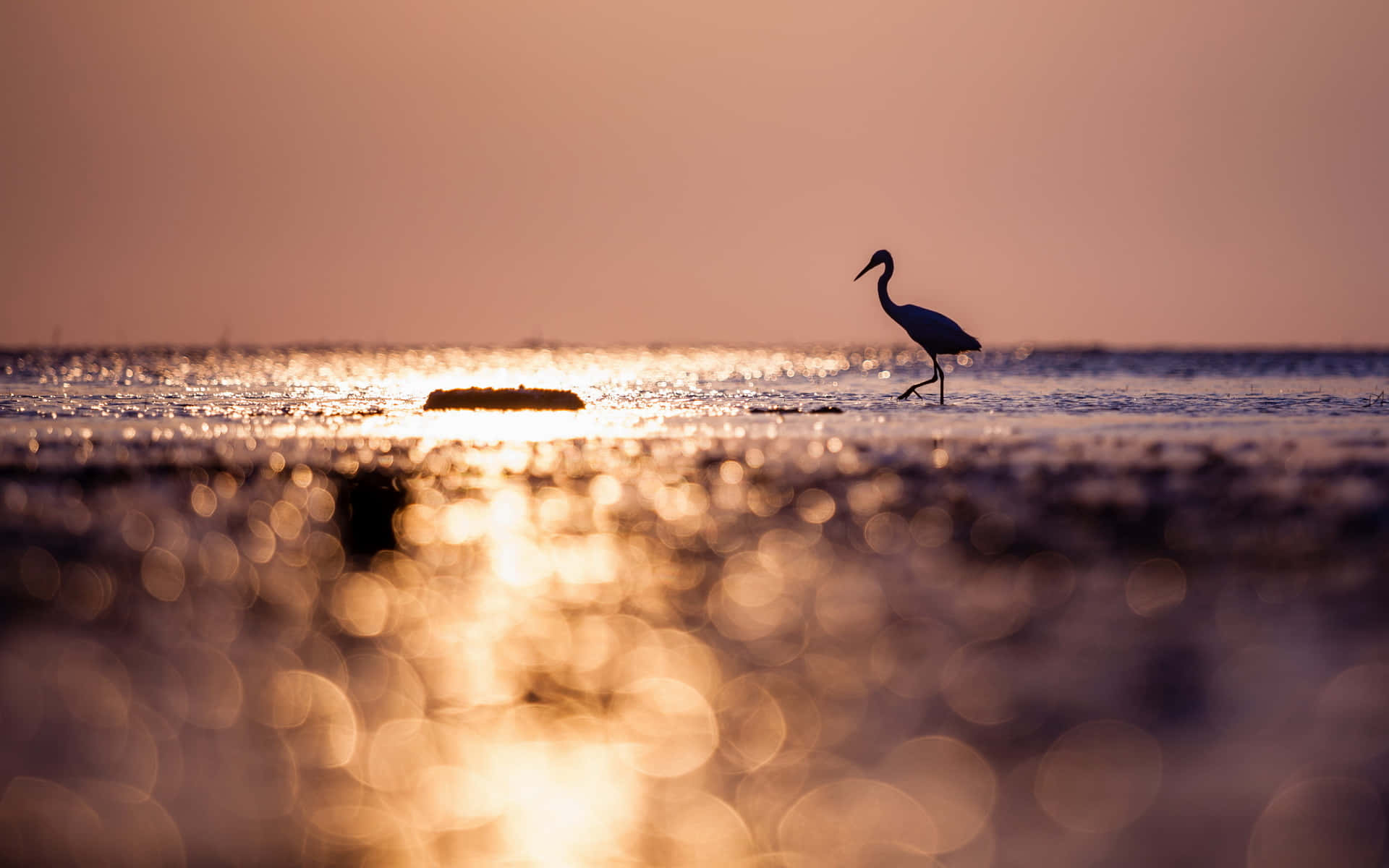 Heron 桌布 壁紙 — 一隻孤獨的蒼鷺站在淺水中，金色夕陽的光芒在水面上閃爍，營造出夢幻般的散景效果。