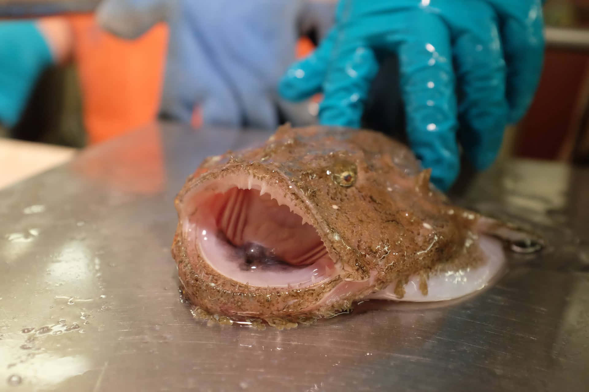  壁紙 — 一隻怪異的棕色琵琶魚張開大嘴躺在潮濕的不銹鋼表面上，戴著手套的手正在檢查牠。