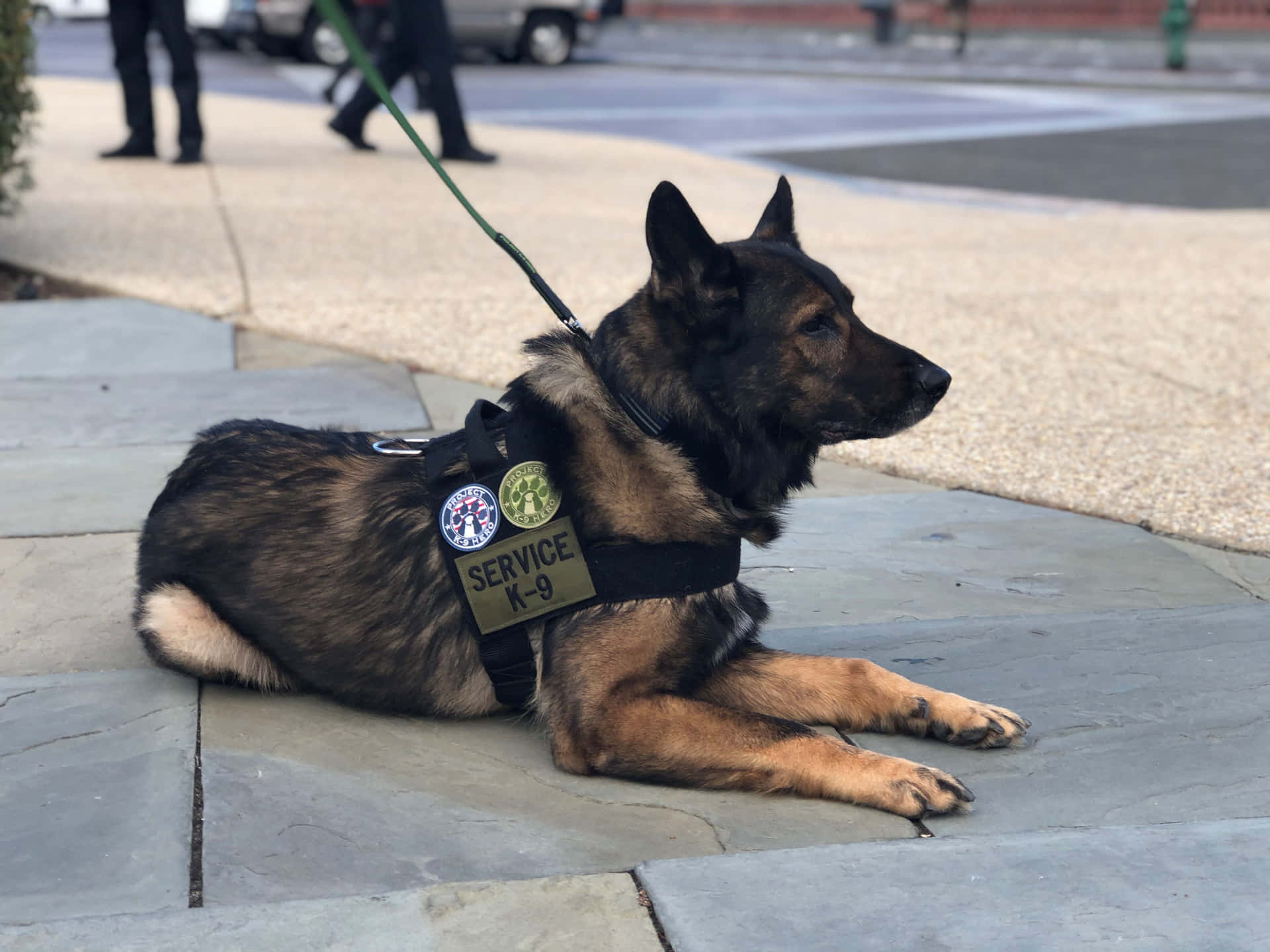 壁紙 — 一隻專注的德國牧羊犬服務犬穿著背心，平靜地躺在石頭行人路上，行人走過。