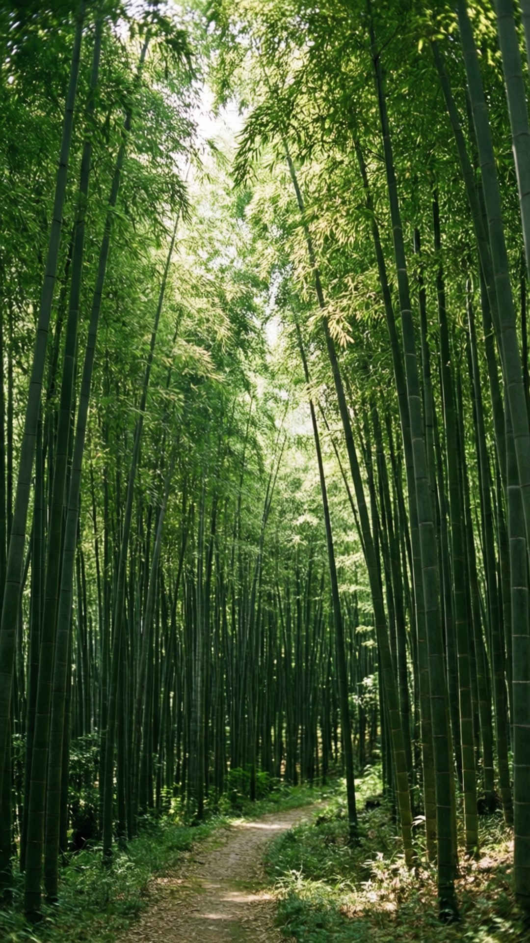 一條蜿蜒的泥土小徑，周圍環繞著高大的綠色竹竿，在斑駁的陽光下。