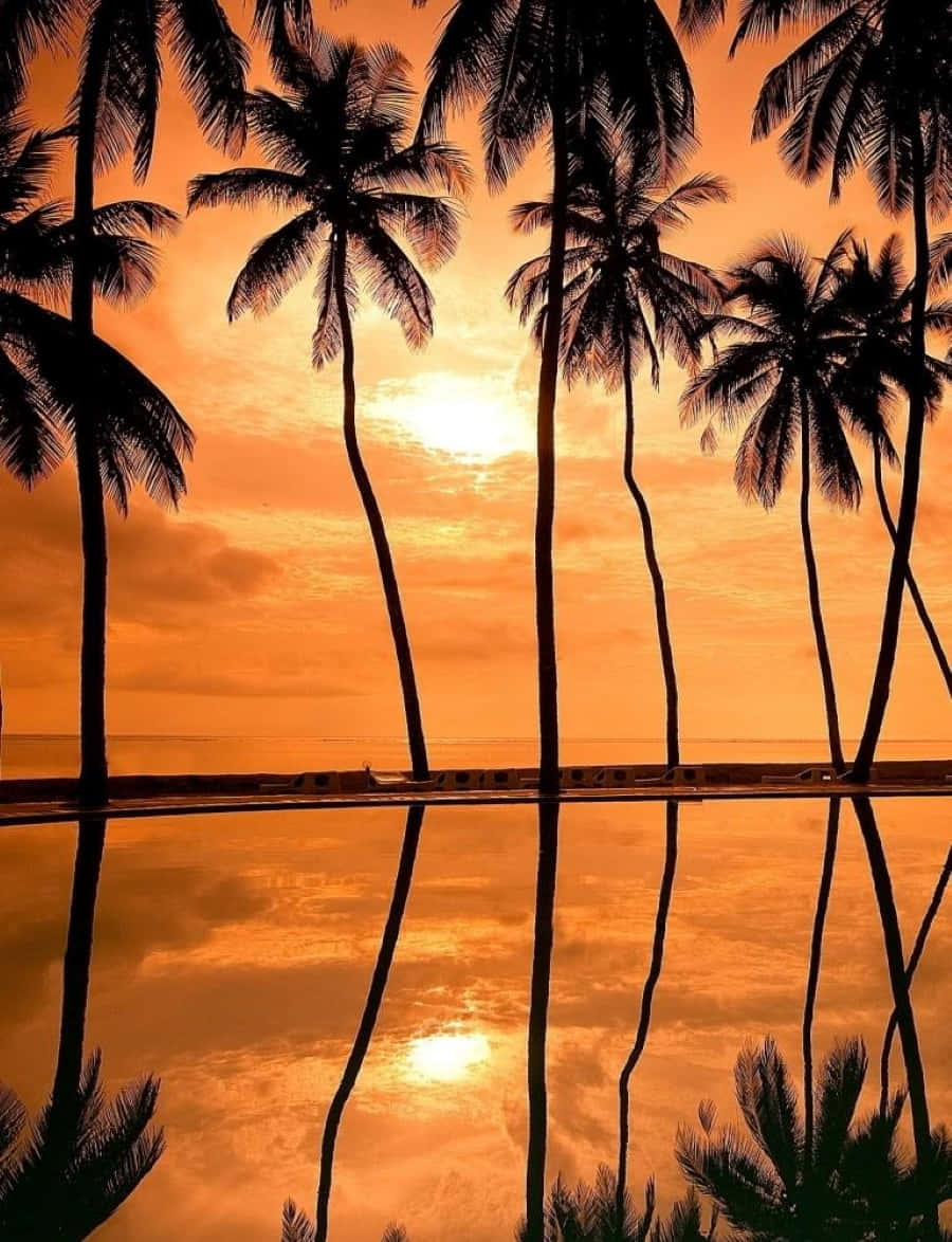 Sunset Reflection 桌布 壁紙 — 棕櫚樹的剪影框住了一個金色的日落，完美地倒映在寧靜的無邊際泳池中。