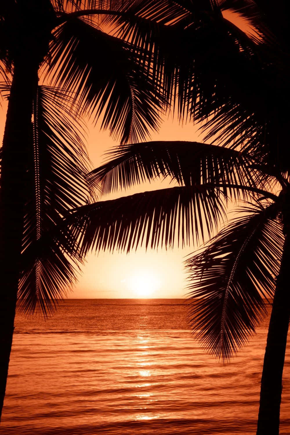 Coastal Sunset 桌布 壁紙 — 棕櫚葉的剪影框住了平靜海面上閃耀的橙色日落。