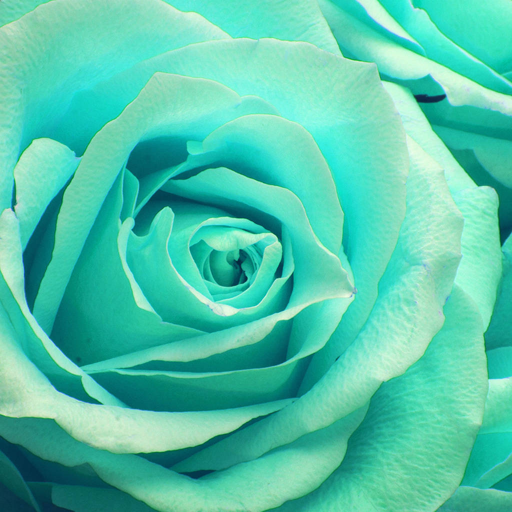 Zoom Flower