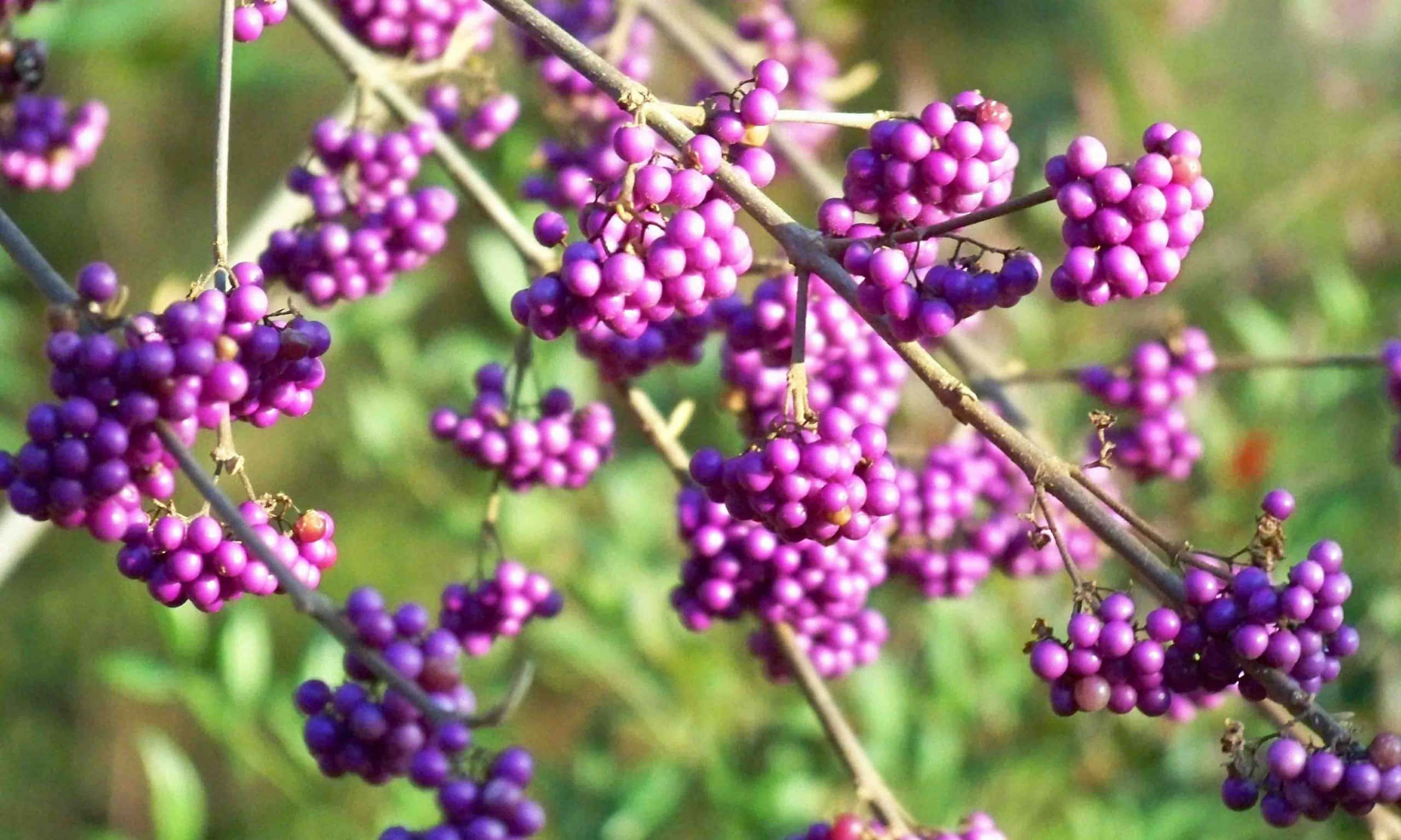 Purple Berries 桌布 壁紙 — 一串串鮮豔的紫色漿果密密麻麻地掛在纖細的樹枝上，背景是柔和的綠色模糊效果。