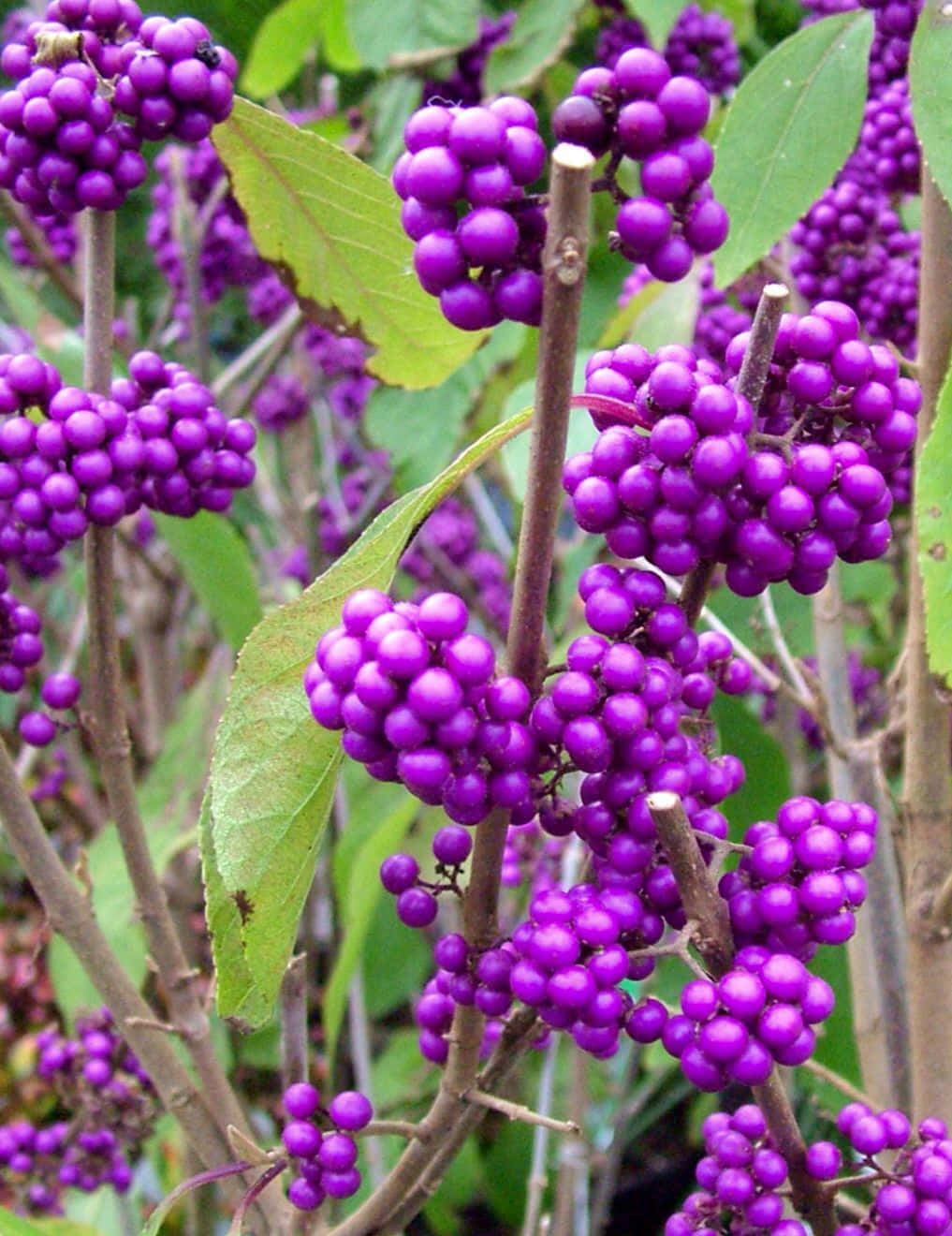 Purple Berries 桌布 壁紙 — 一串串鮮豔的紫色漿果密集地掛在帶有綠葉的樹枝上，處於茂密的自然環境中。