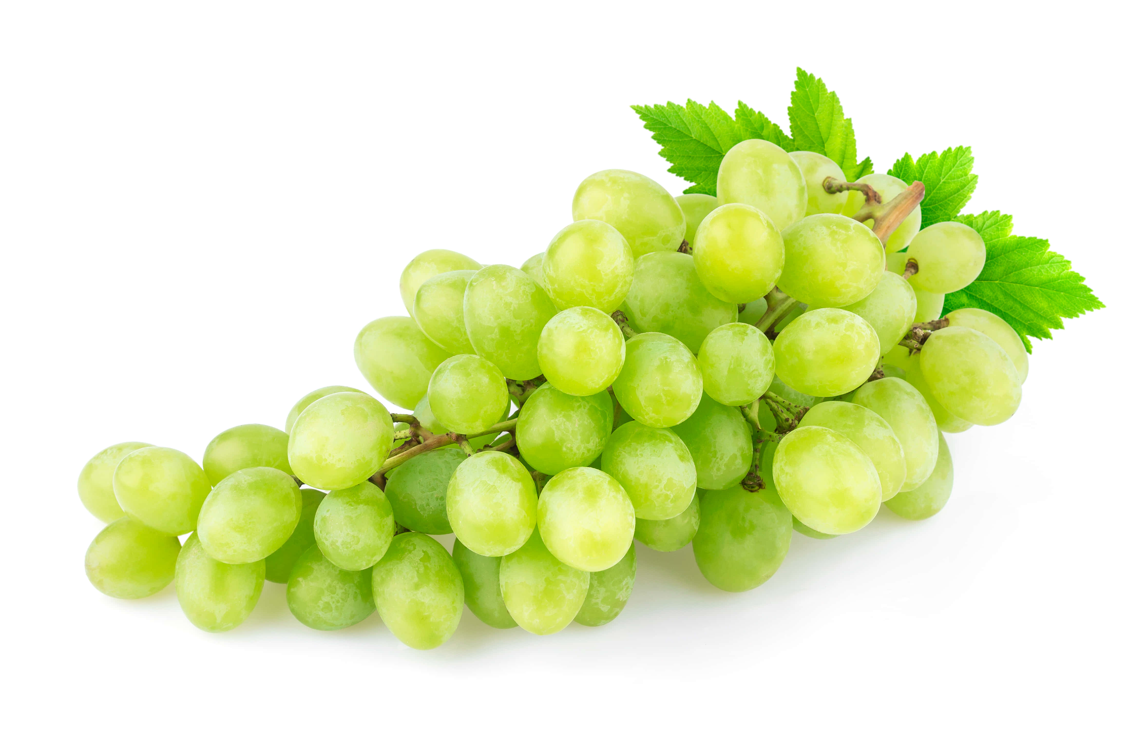 Grapes 桌布 壁紙 — 一串新鮮的青提子，帶有露珠般的果皮和充滿活力的葉子，襯托在純白色背景上。