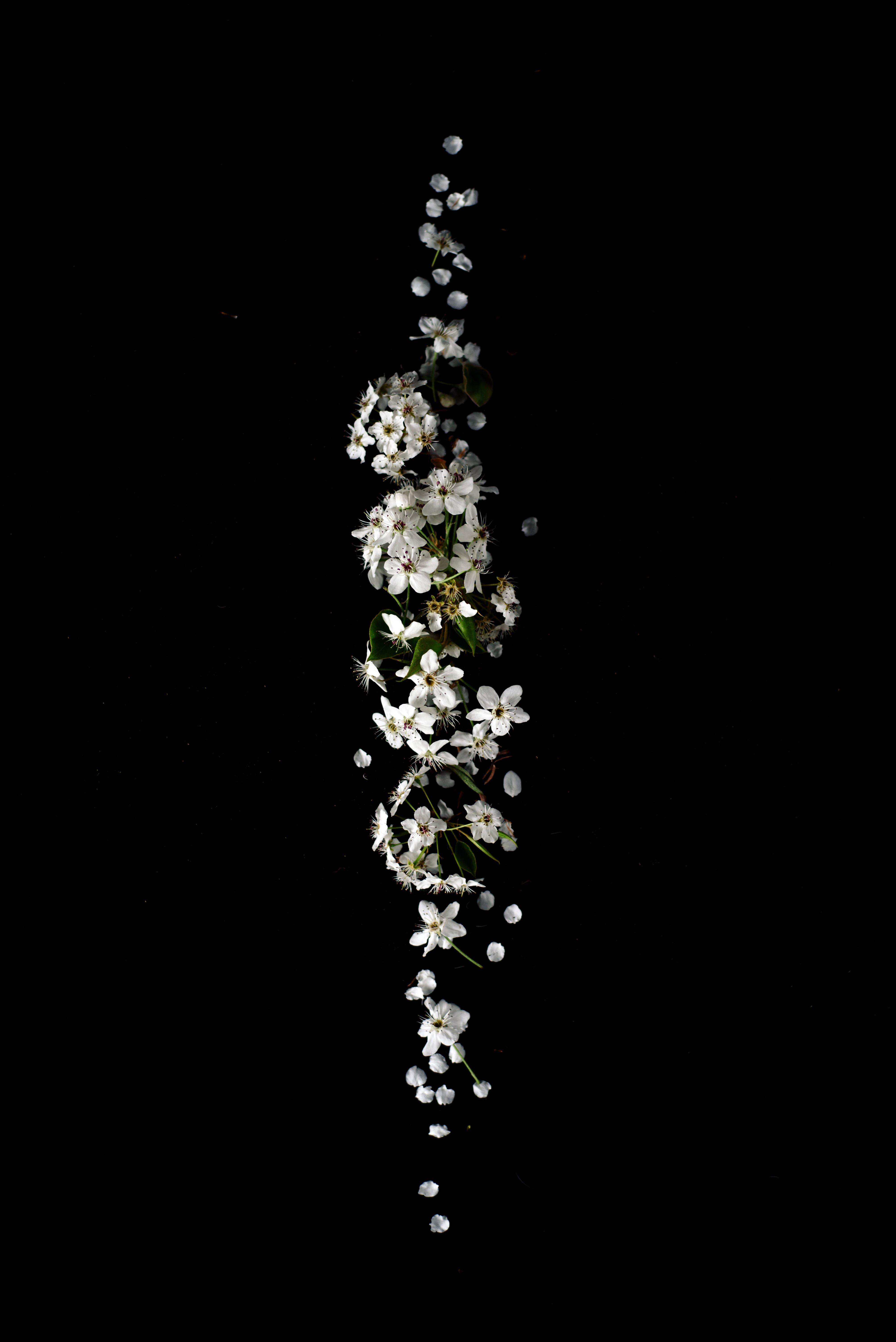 美麗花朵 桌布 壁紙 — 一串潔白花朵與綠葉垂直飄落，襯托在純黑背景上。