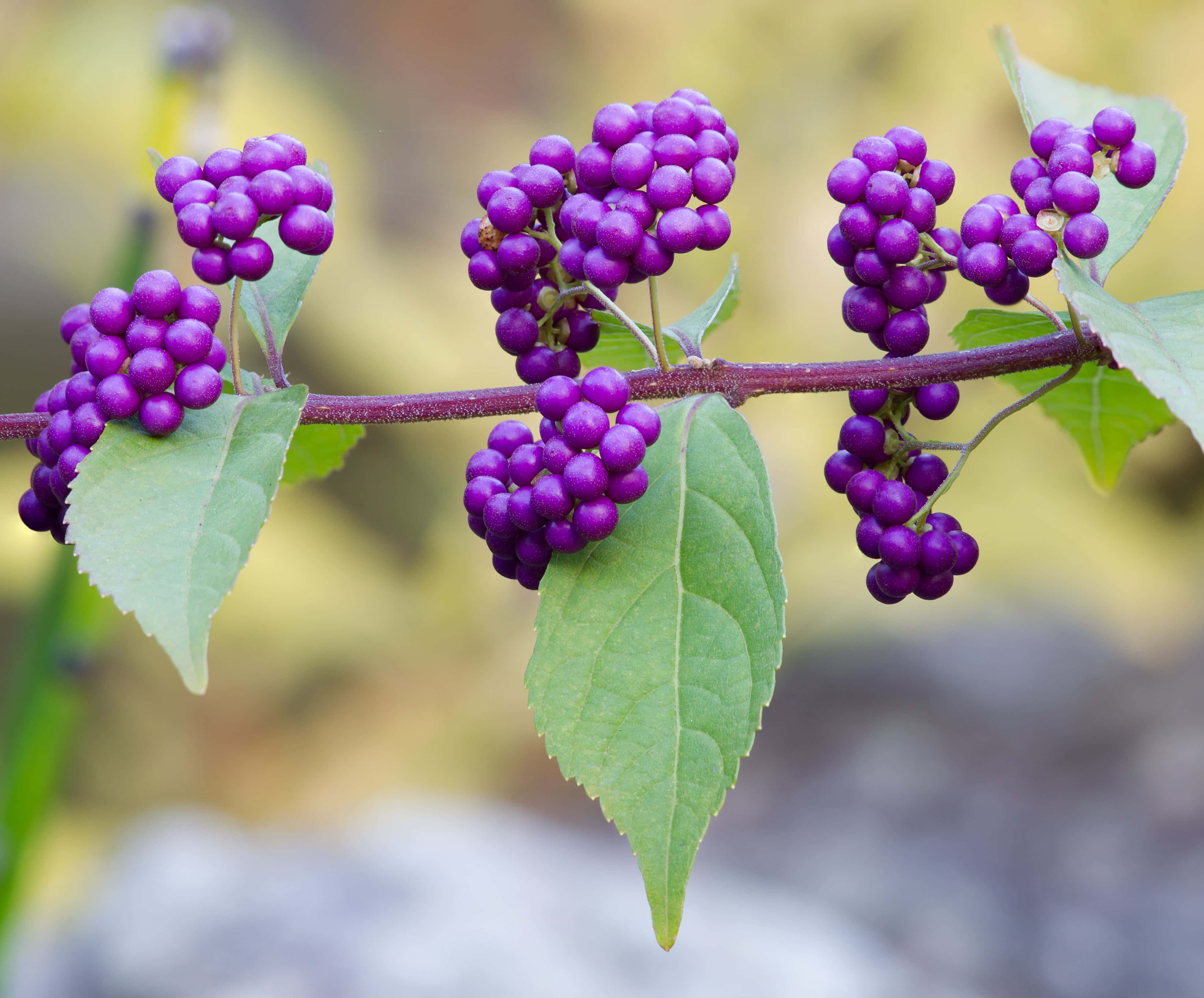 Purple Berries 桌布 壁紙 — 一串鮮豔的紫色漿果沿著莖幹生長，襯托著綠色葉片，背景是柔和模糊的自然景色。