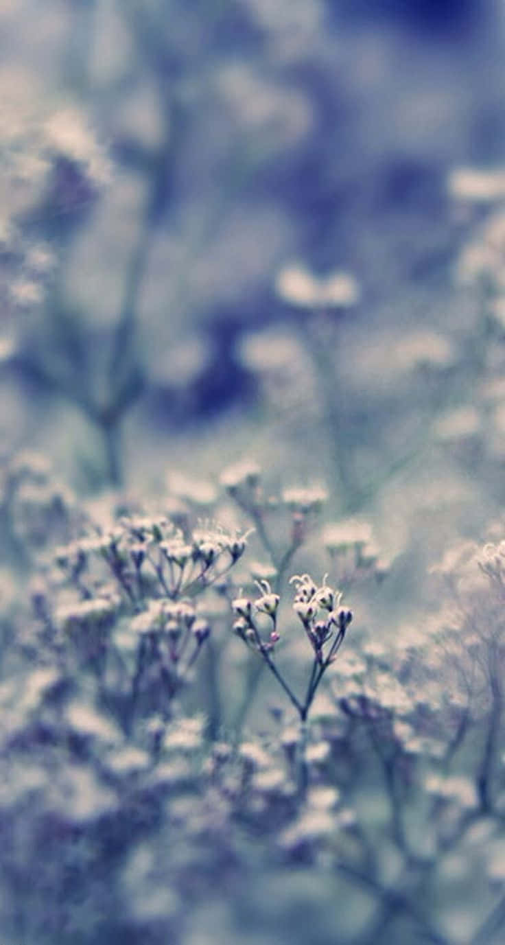 一些花朵的特寫，背景模糊 壁紙