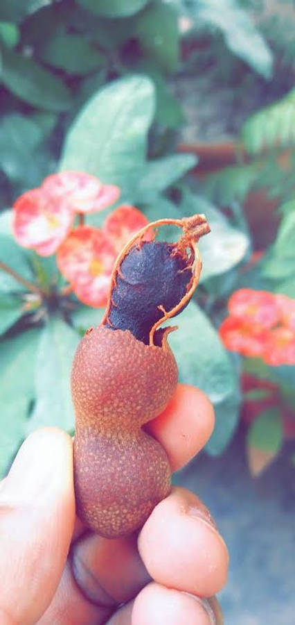 一人手持酸角殼展示單粒種子 壁紙 — 一隻手拿著一個裂開的羅望子莢，露出黑色的種子，背景是模糊的綠葉和粉紅色的花朵。