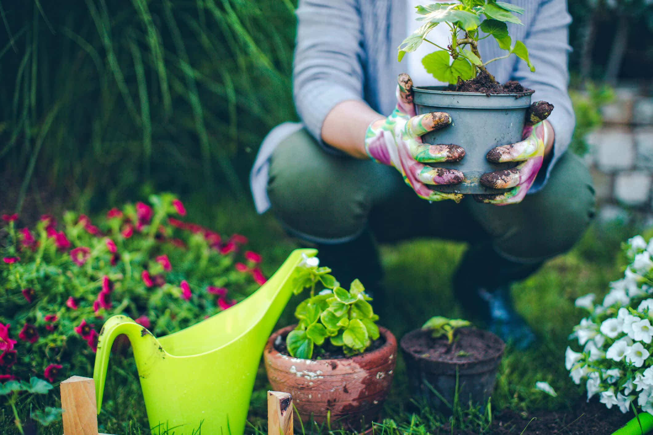 Gardening 桌布 壁紙 — 一位園丁跪在充滿活力的花園中，用沾滿泥土的雙手捧著盆栽，周圍環繞著鮮花和一個亮綠色的澆水壺。