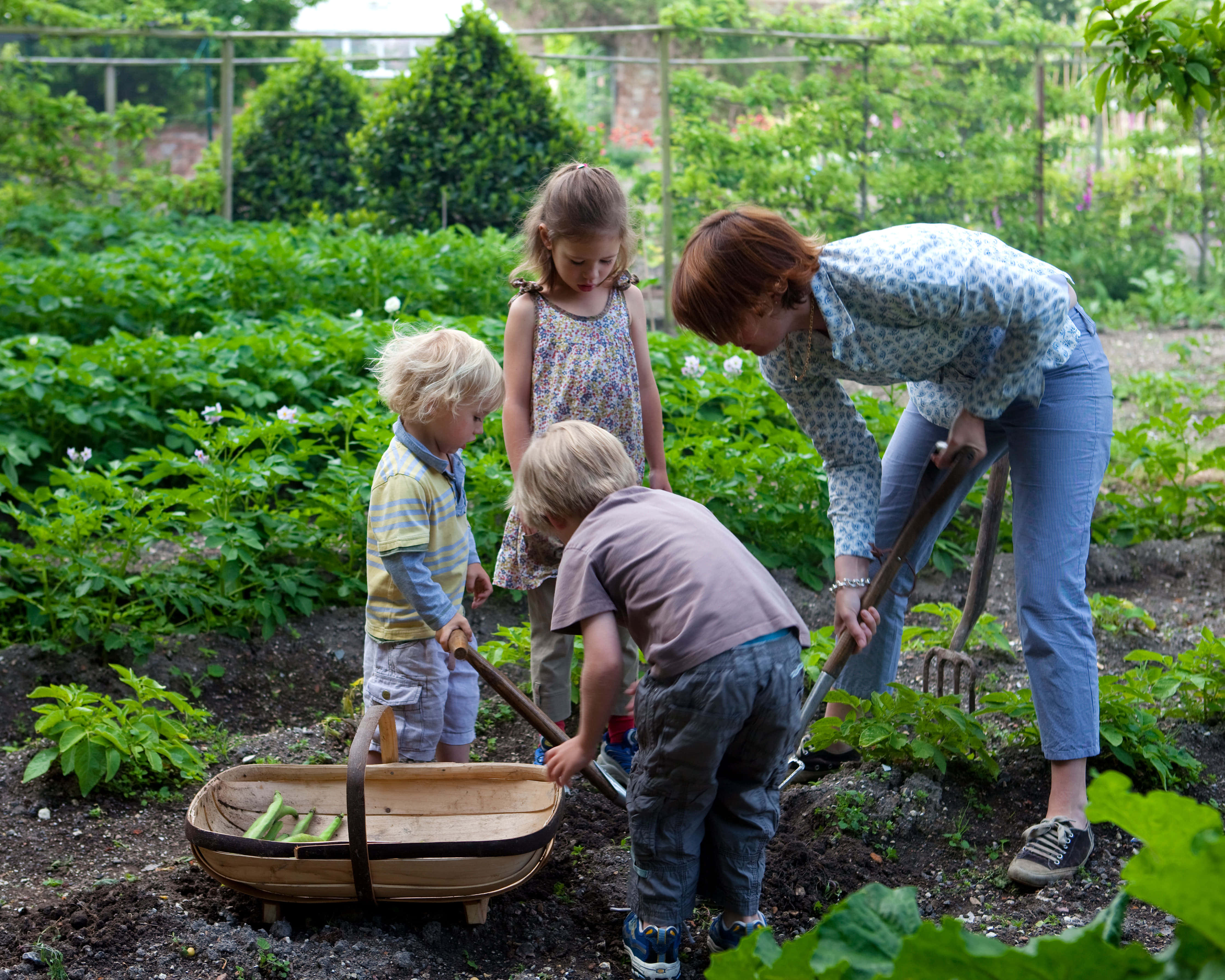 Gardening 桌布 壁紙 — 一位女士和三個孩子喺一個茂盛嘅綠色花園入面一齊用細小嘅園藝工具打理植物。