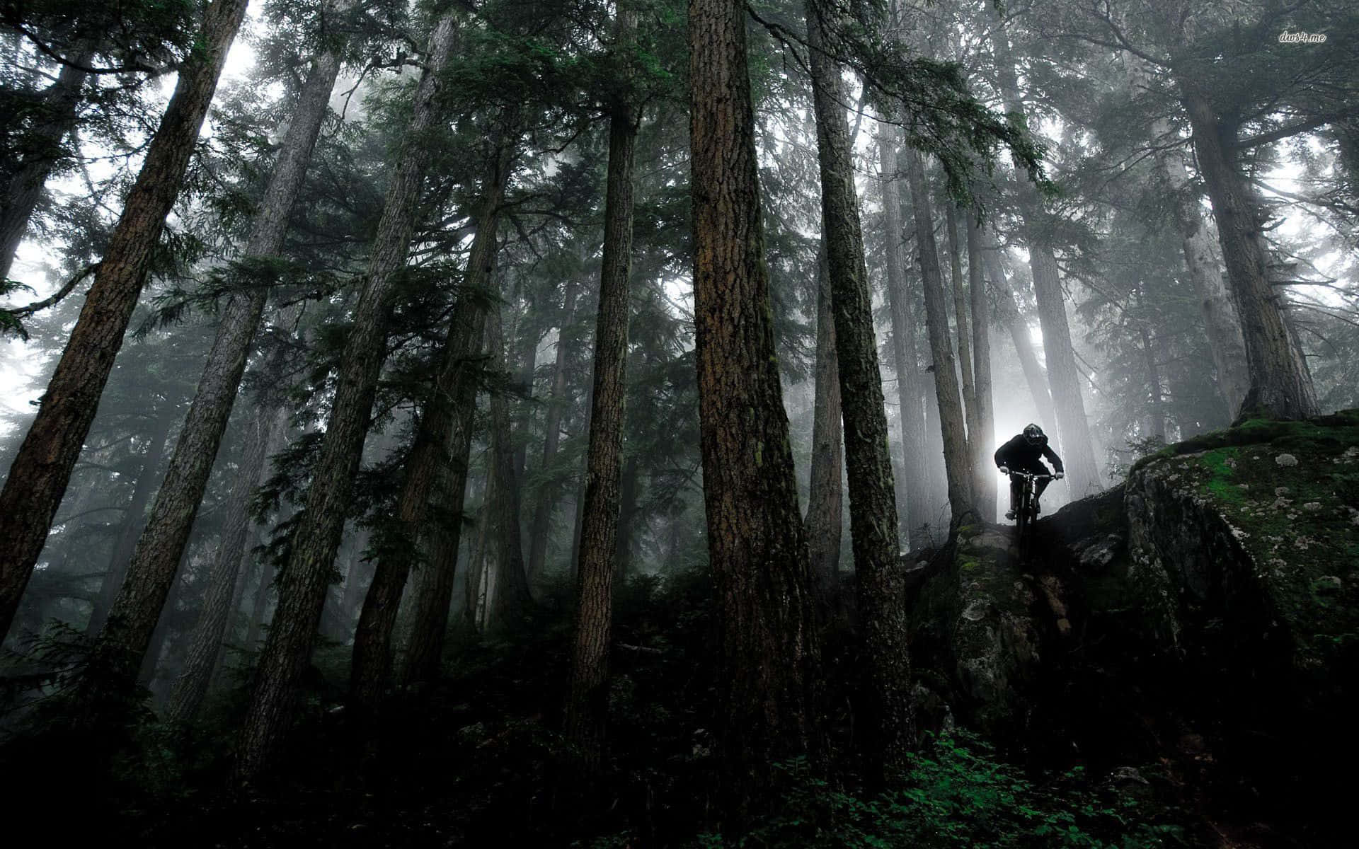Mtb 桌布 壁紙 — 一位孤獨的山地單車手騎行穿過霧氣瀰漫的松樹林，樹木高聳，光線柔和擴散。