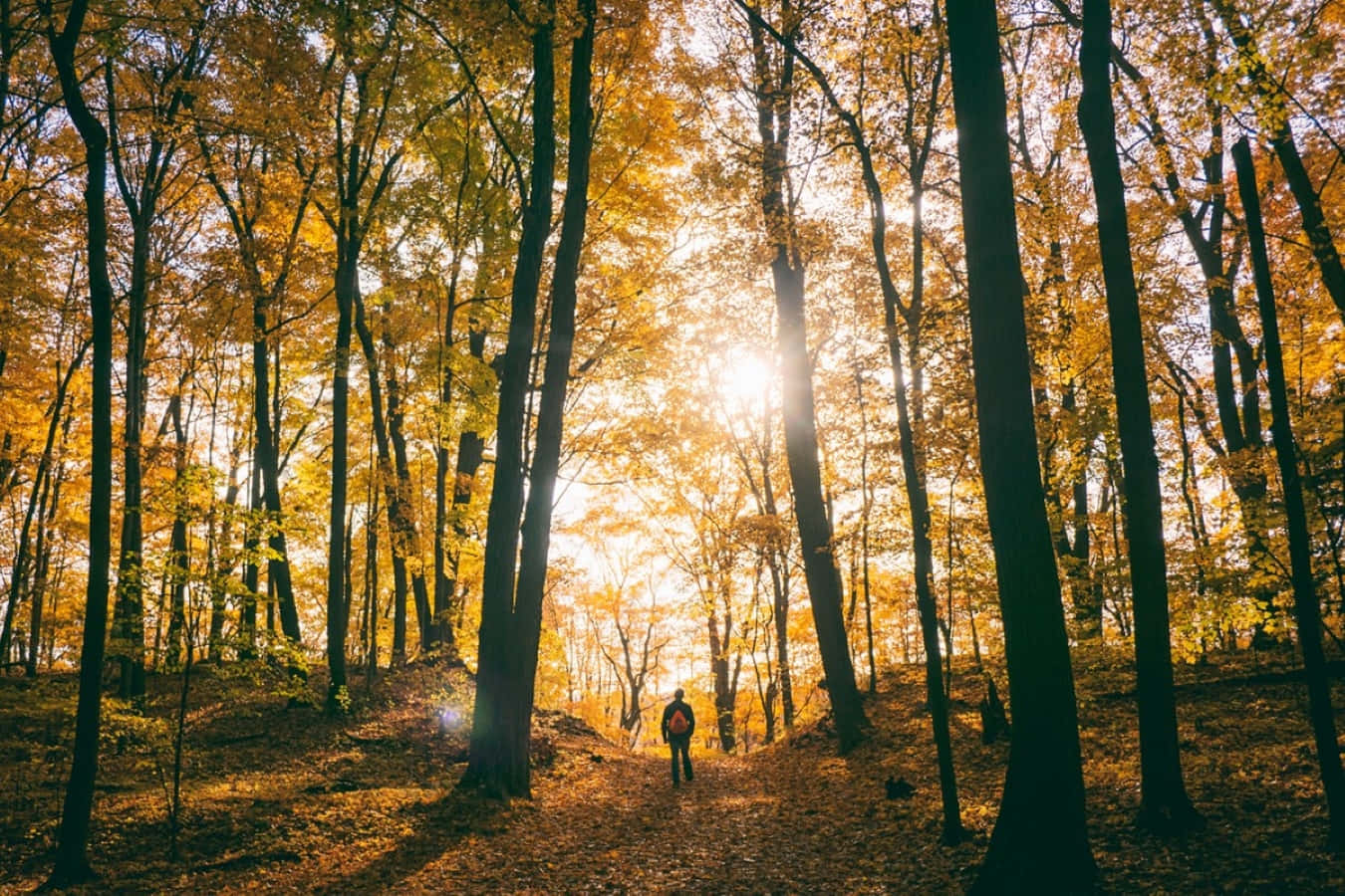 Fall Hikes 桌布 壁紙 — 一位孤獨的遠足者穿過陽光斑駁的秋日森林，金黃的樹葉和高大的樹木投下長長的影子。
