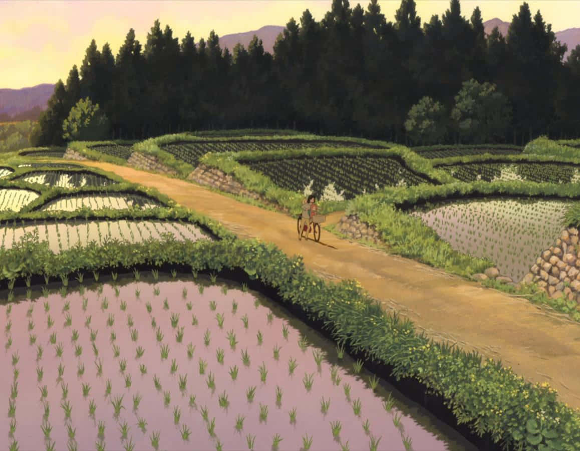 Wolf Children 桌布 壁紙 — 一位孤獨的騎單車者沿著一條泥路穿過色彩繽紛的梯田，在溫暖的金色天空下踩踏前進。