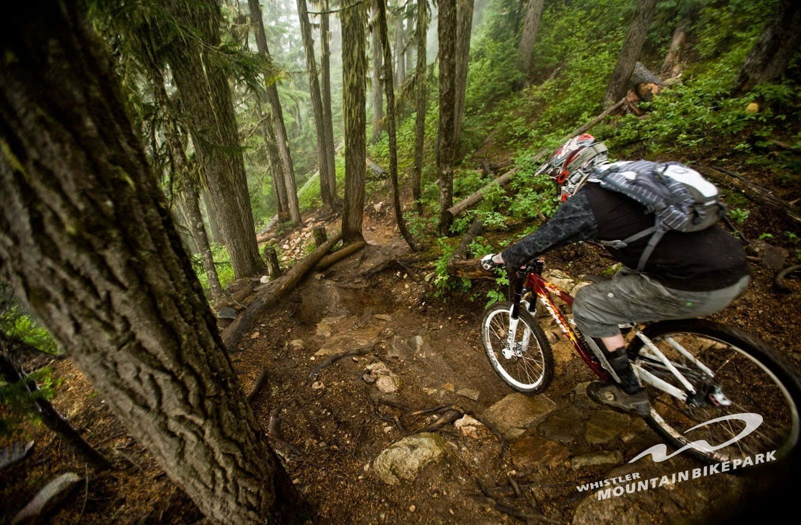 Mtb 桌布 壁紙 — 一位山地自行車手在崎嶇的森林小徑上穿梭，經過霧氣繚繞的樹木、長滿苔蘚的岩石和茂密的綠色植被。