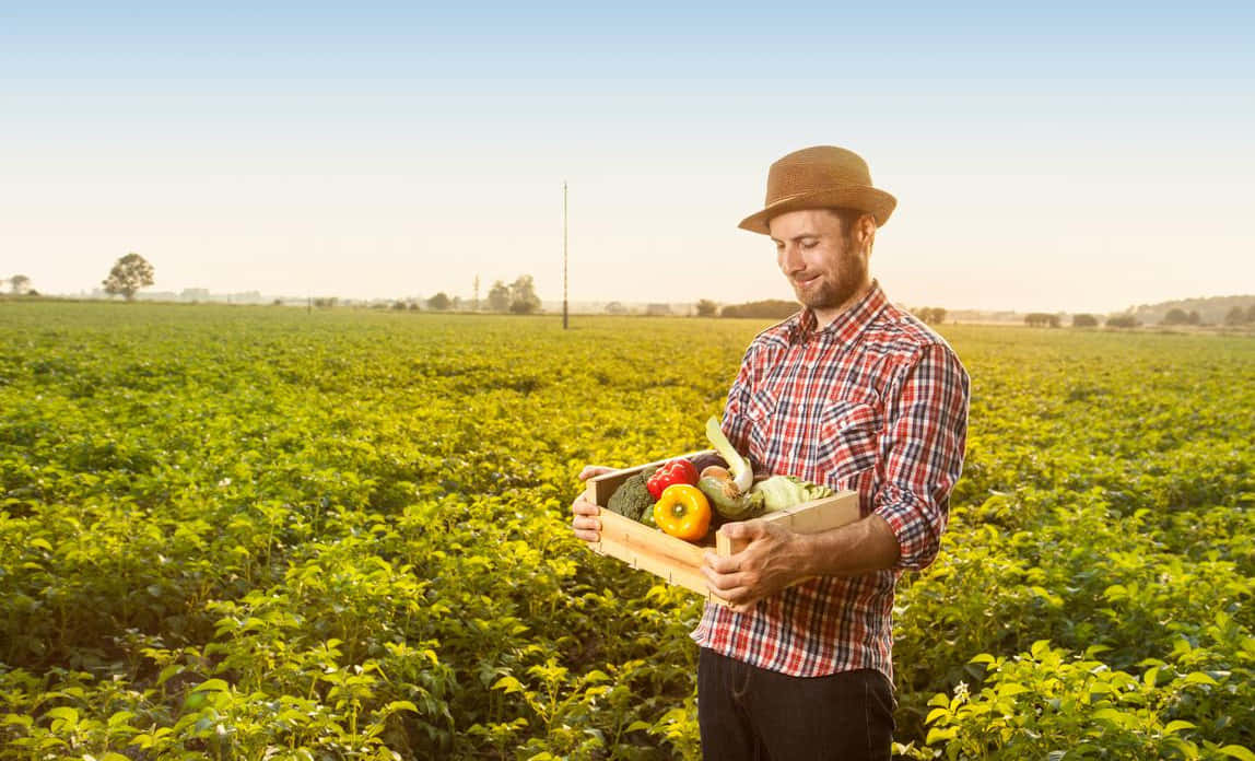 Organic Farming 桌布 壁紙 — 一位微笑的農夫穿著格仔衫和帽子，在晴朗藍天下廣闊的綠色田野中抱著一箱新鮮蔬菜。