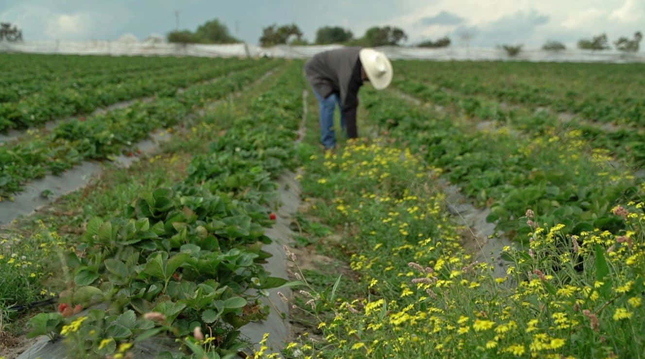 Farmer 桌布 壁紙 — 一位戴白帽的農夫在陰天俯身於一排排點綴著黃色野花的草莓植株上。