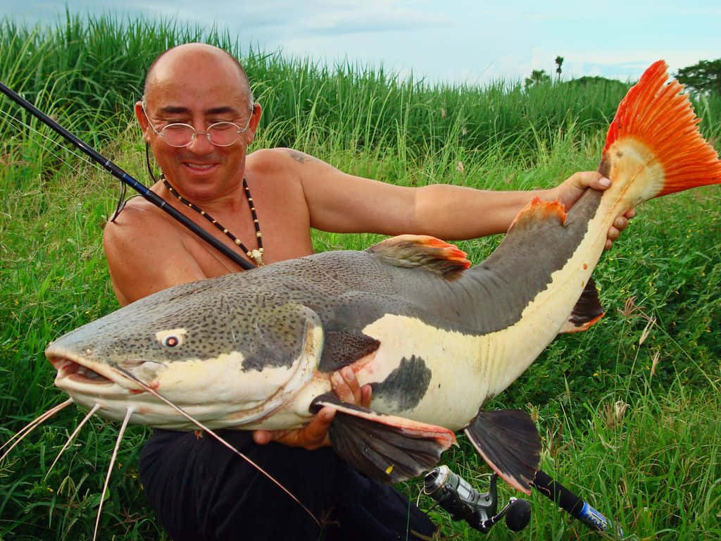 catfish 桌布 壁紙 — 一位戴眼鏡的光頭男子微笑著自豪地抱著一條有鮮艷橙色鰭的大斑點鯰魚，背景是晴朗天空下的高綠草。