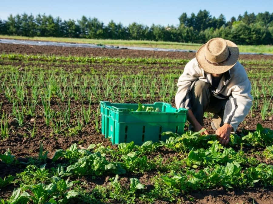 Organic Farming 桌布 壁紙 — 一位戴草帽的農夫在廣闊的田野中，在明亮的陽光下將綠葉蔬菜收穫到綠色板條箱中。