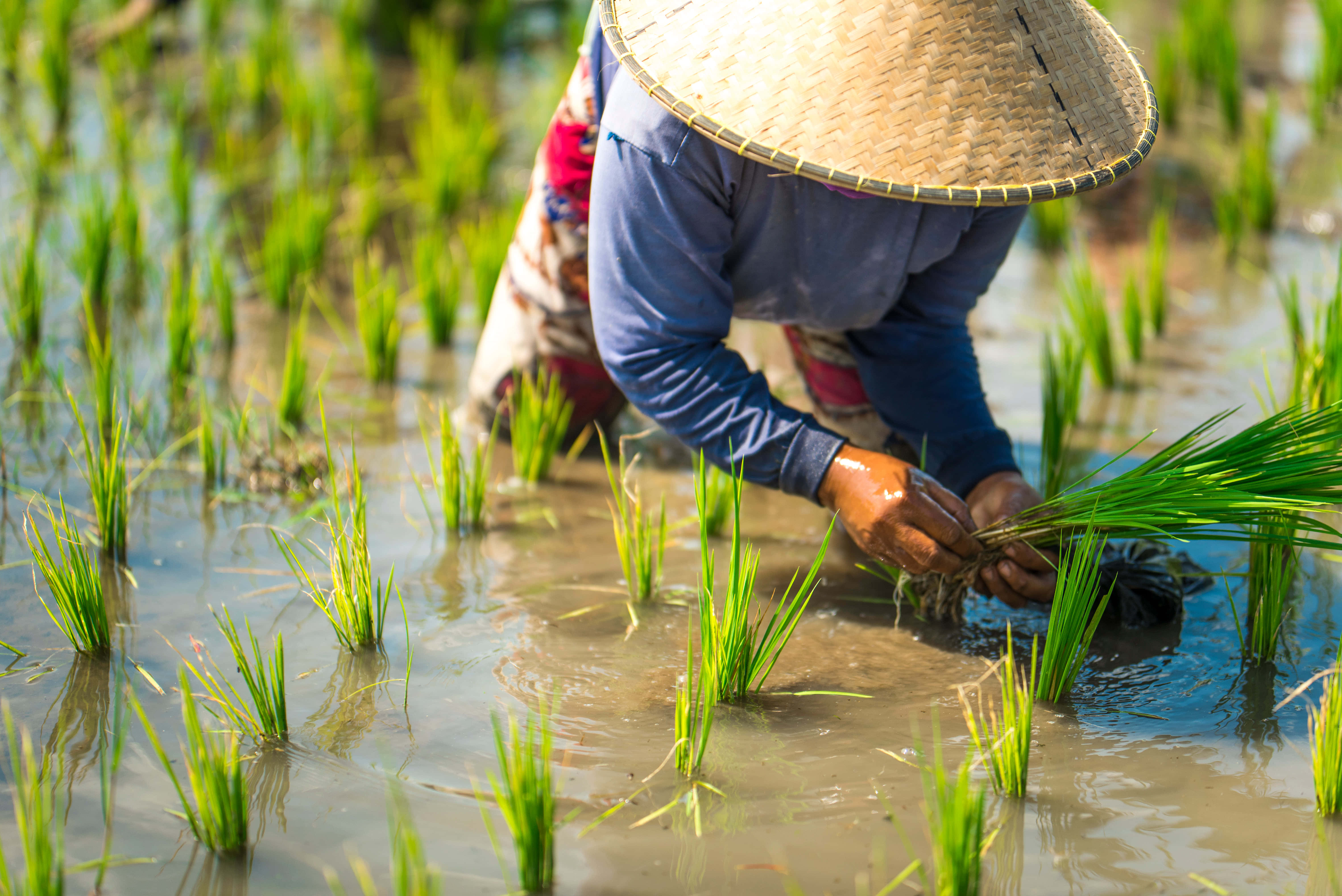 Farmer 桌布 壁紙 — 一位戴草帽的農夫在明亮的陽光下彎腰在泥濘的水田裡種植嫩綠的秧苗。