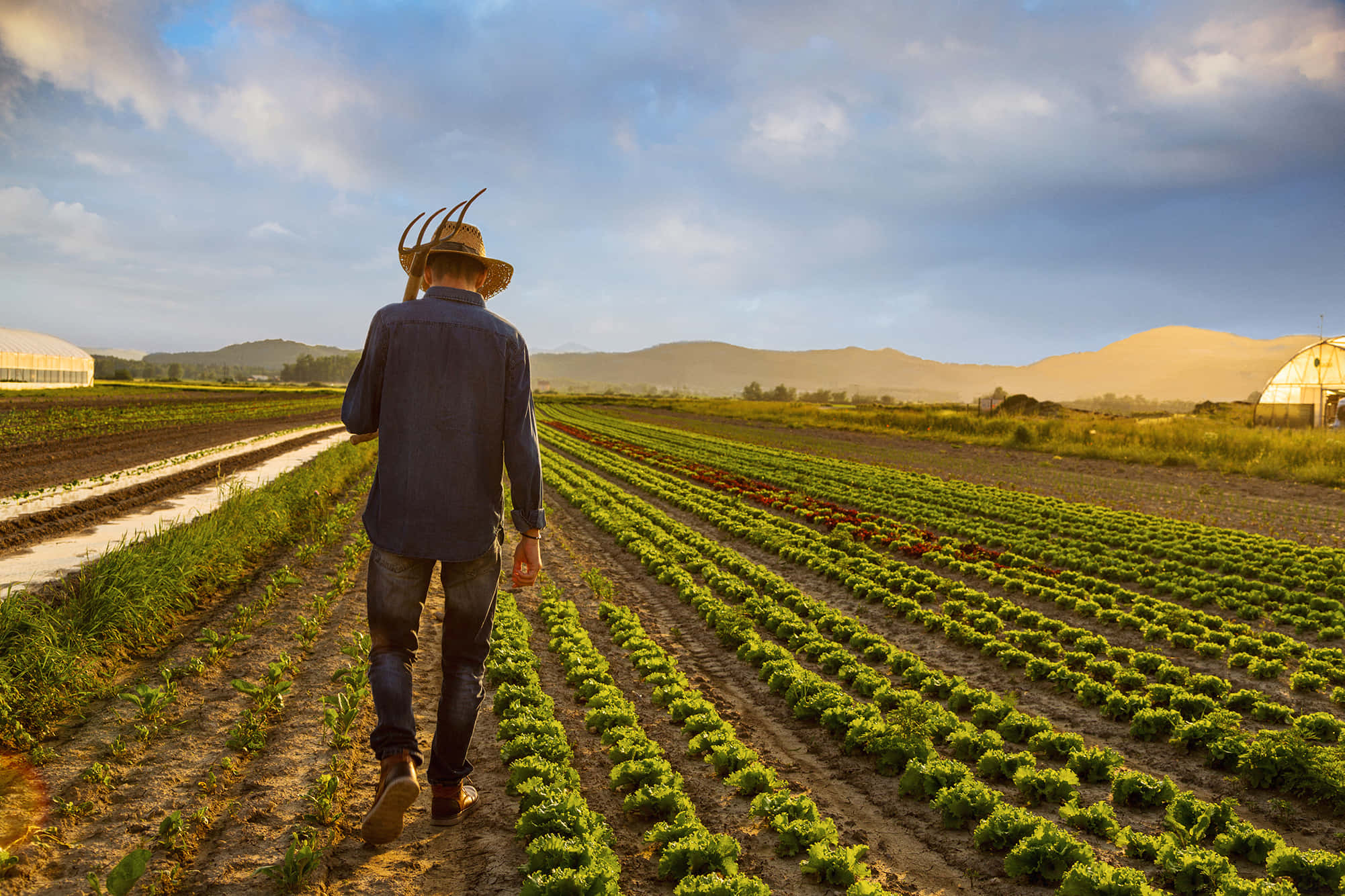 Farmer 桌布 壁紙 — 一位戴草帽的農夫在金色夕陽下走過一排排翠綠的生菜田。