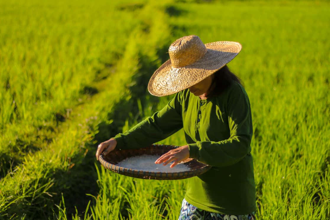 Farmer 桌布 壁紙 — 一位戴著寬邊草帽的農夫在陽光明媚的綠色稻田中篩選稻穀。