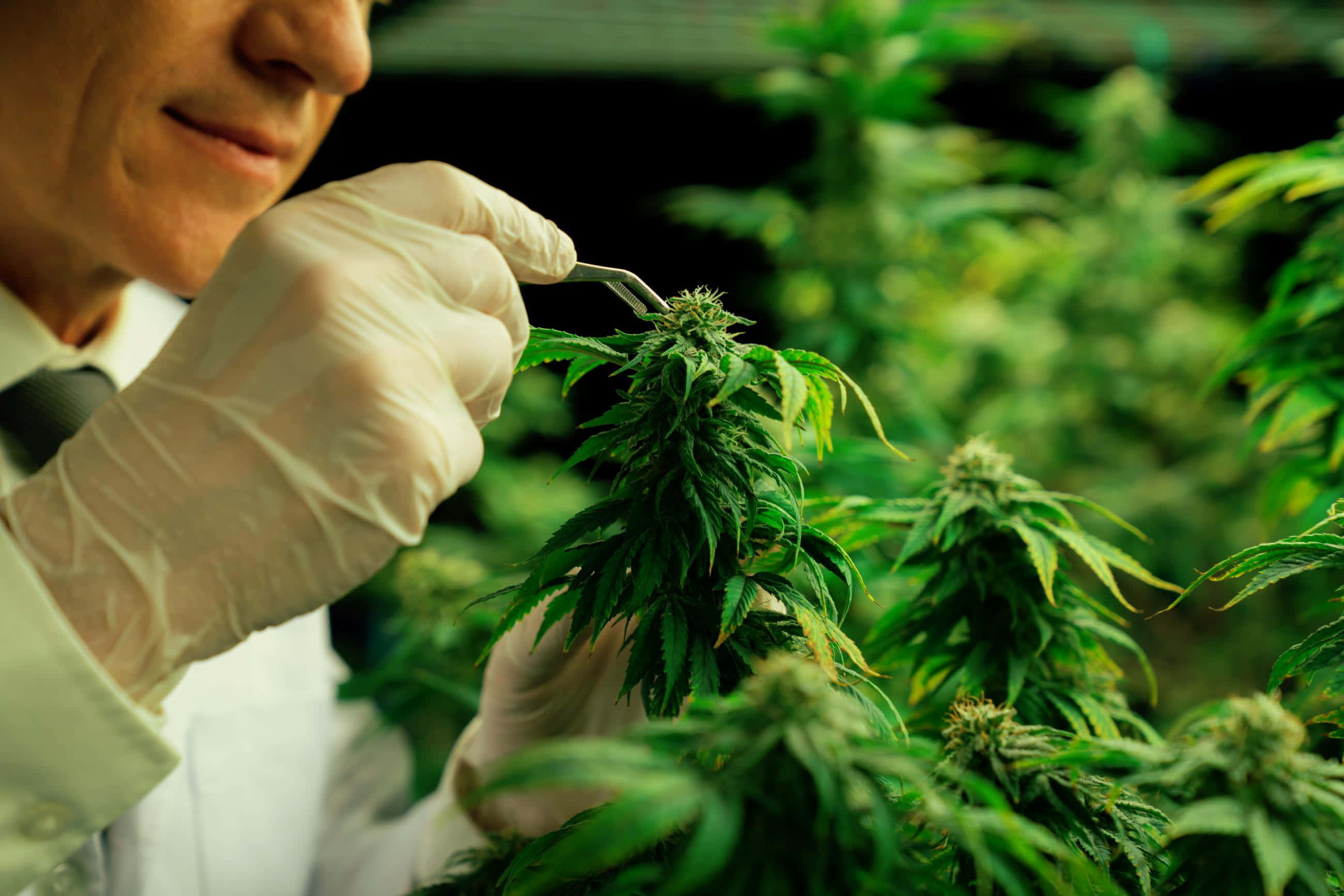 大麻 桌布 壁紙 — 一位戴著手套的科學家正在茂盛的室內種植室中用鑷子仔細檢查大麻花蕾。
