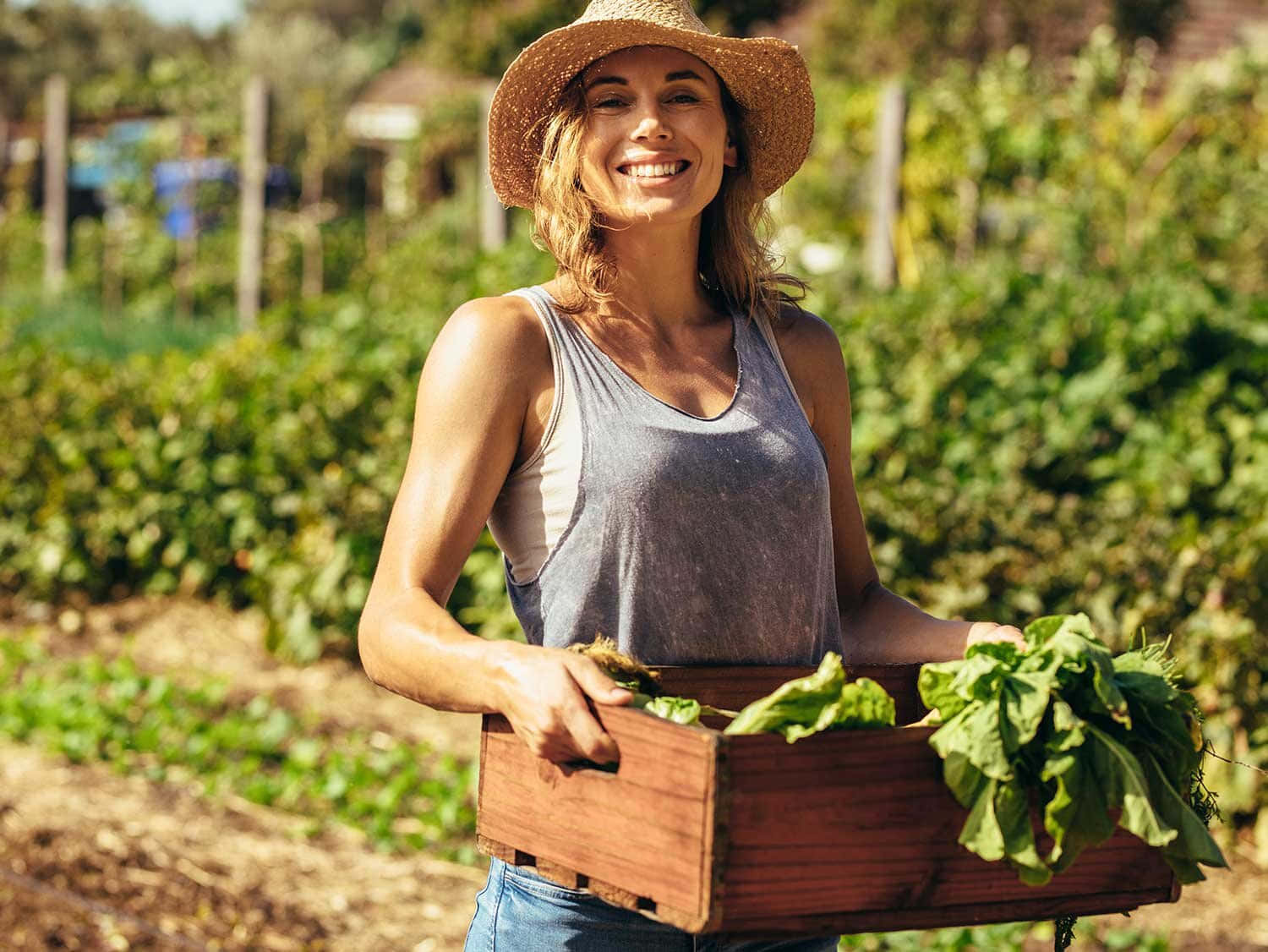 Organic Farming 桌布 壁紙 — 一位戴著草帽的微笑女士，在陽光明媚的花園中搬運一箱新鮮的綠色葉菜。