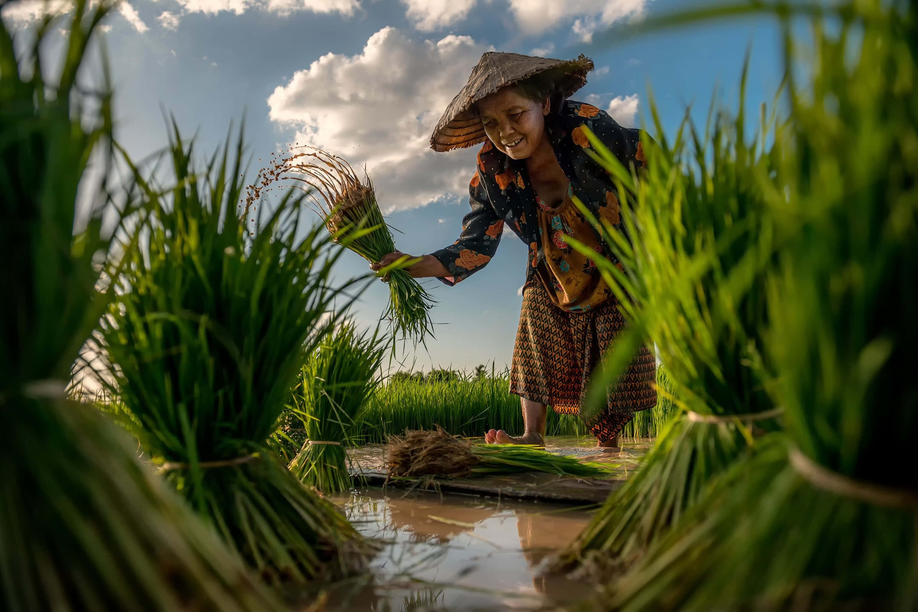 Farmer 桌布 壁紙 — 一位戴著錐形帽的微笑農夫，在藍天白雲下，於水田裡插秧。