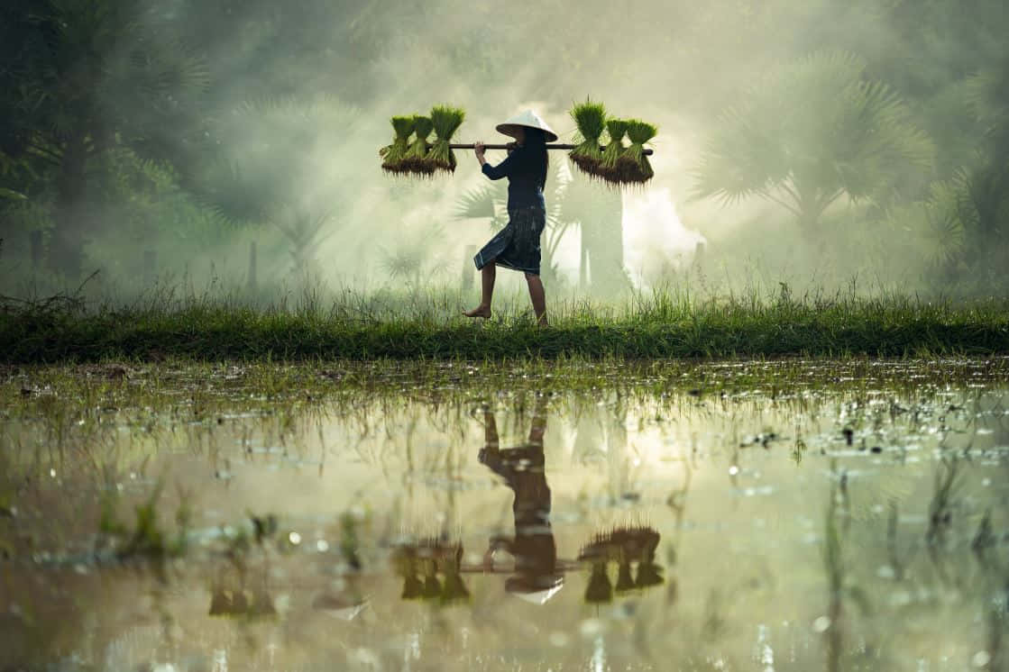 Farmer 桌布 壁紙 — 一位戴著錐形帽的農民，用扁擔挑著水稻秧苗，穿過霧氣瀰漫、倒影完美的黎明稻田。