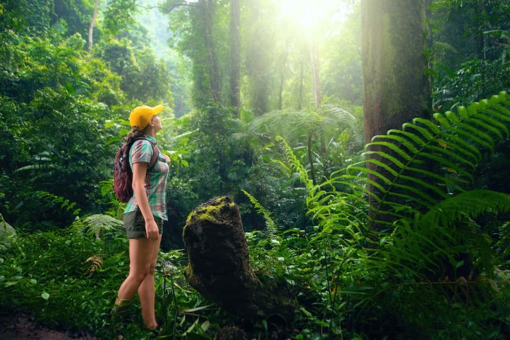 Eco-tourism 桌布 壁紙 — 一位戴著黃色帽子的遠足者站在茂密的綠色叢林中，陽光穿過樹冠灑落。