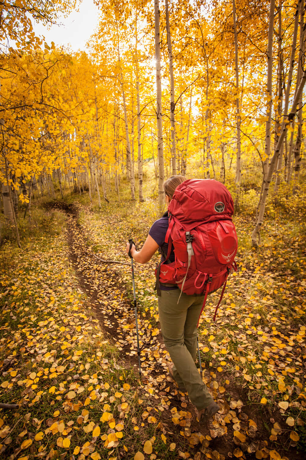 Fall Hikes 桌布 壁紙 — 一位揹著紅色背包、手持行山杖的遠足者，在柔和陽光下，走過鋪滿落葉的金色白楊樹林。