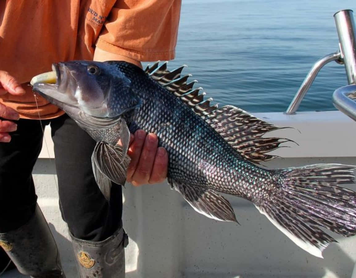 Black Sea Bass 桌布 壁紙 — 一位漁夫在平靜的藍色海面上，自豪地舉著一條帶有尖刺鰭的大斑點魚。
