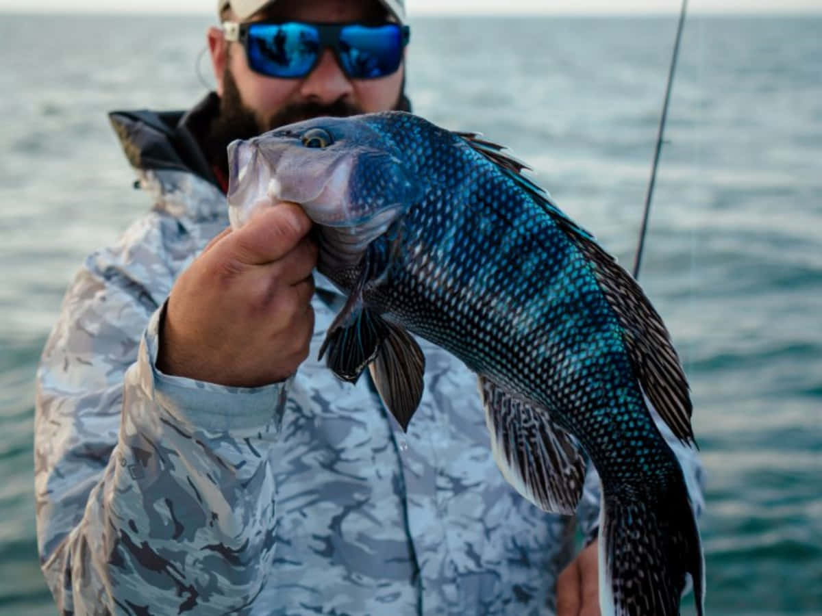 Black Sea Bass 桌布 壁紙 — 一位留鬍鬚的漁夫戴著太陽眼鏡，在平靜的海洋背景下自豪地展示一條帶有斑點的大藍魚。
