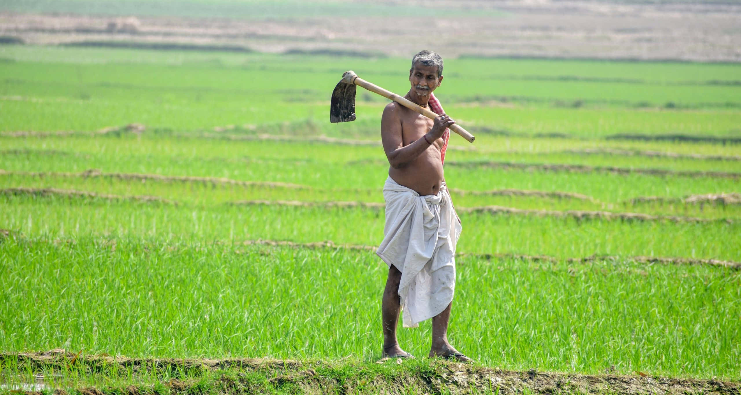 Farmer 桌布 壁紙 — 一位赤裸上身的農夫站在充滿活力的綠色稻田中，在明亮的日光下將鋤頭扛在肩上。