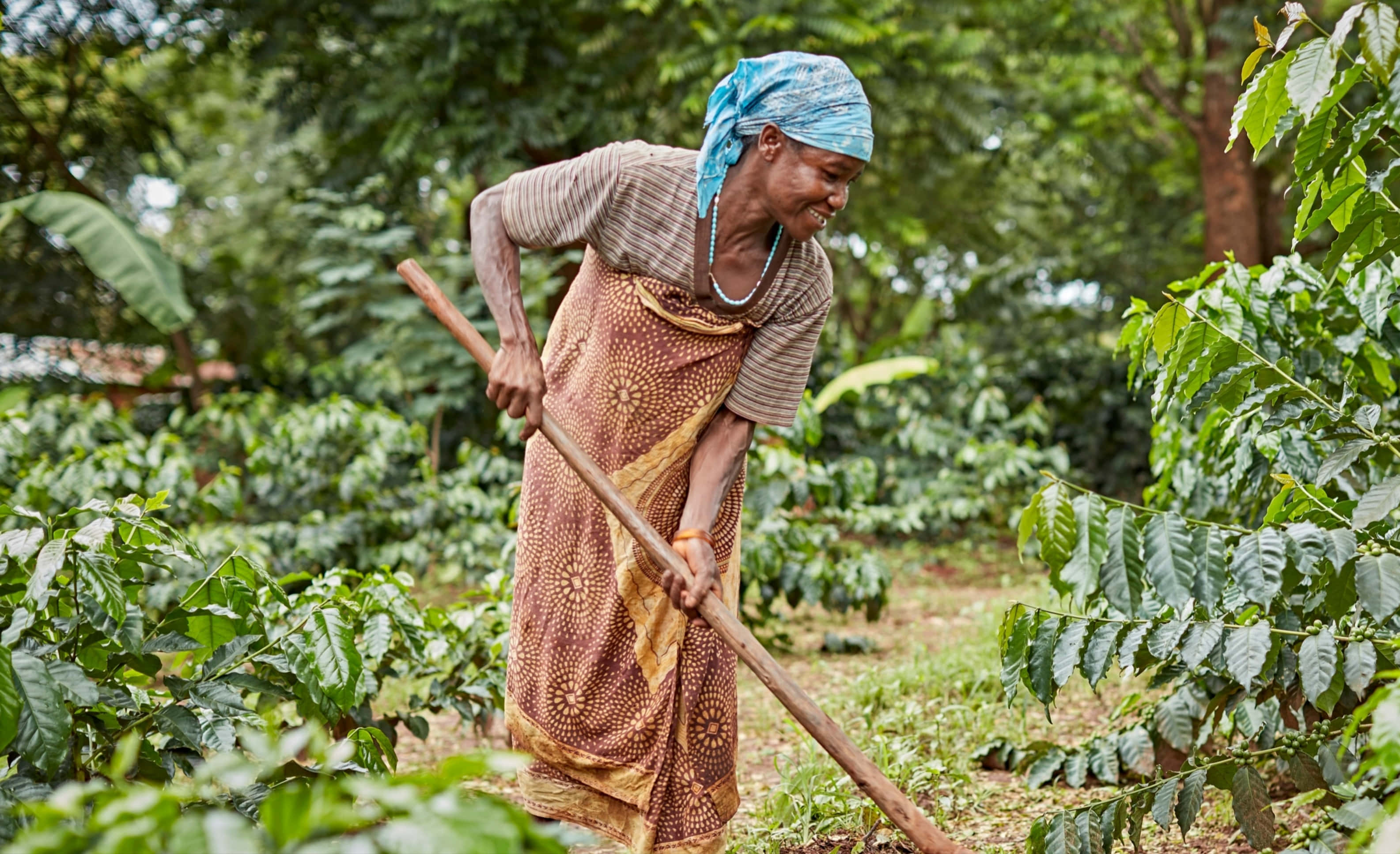 Farmer 桌布 壁紙 — 一位身穿圖案連衣裙和藍色頭巾的女性在茂密的綠色花園中照料咖啡植物時微笑。