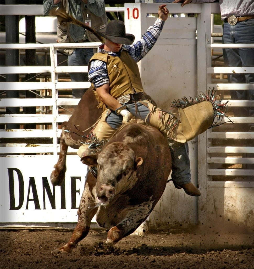 Rodeo 桌布 壁紙 — 一位身穿格仔衫、戴帽子的牛仔，緊緊抓住一頭從白色閘門躍起的棕色暴跳公牛，在塵土飛揚的牛仔競技場中。
