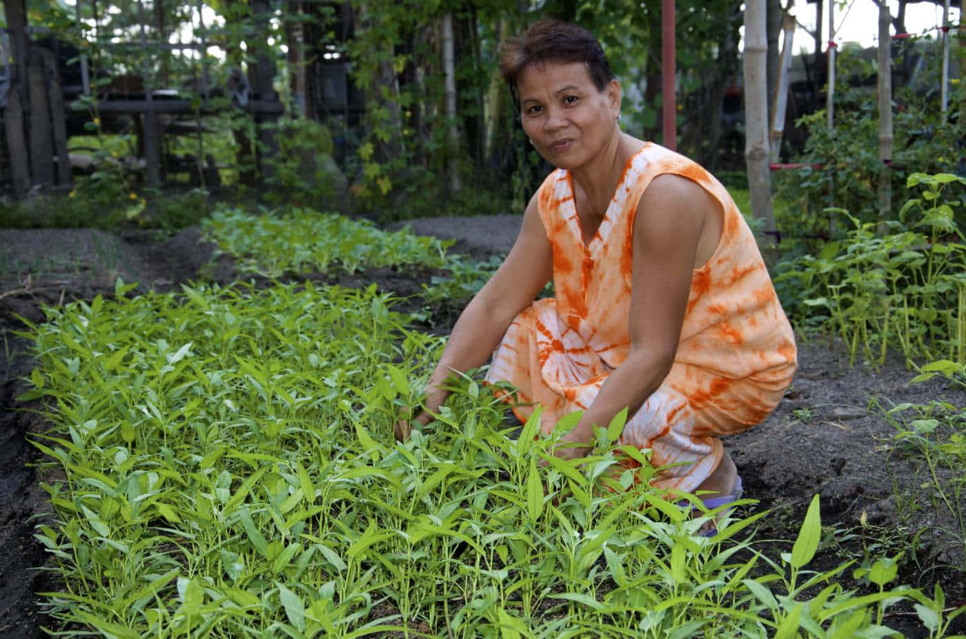 Organic Farming 桌布 壁紙 — 一位身穿橙色紮染連衣裙的女性跪在鬱鬱蔥蔥的花園中，照料著一排排的幼苗。