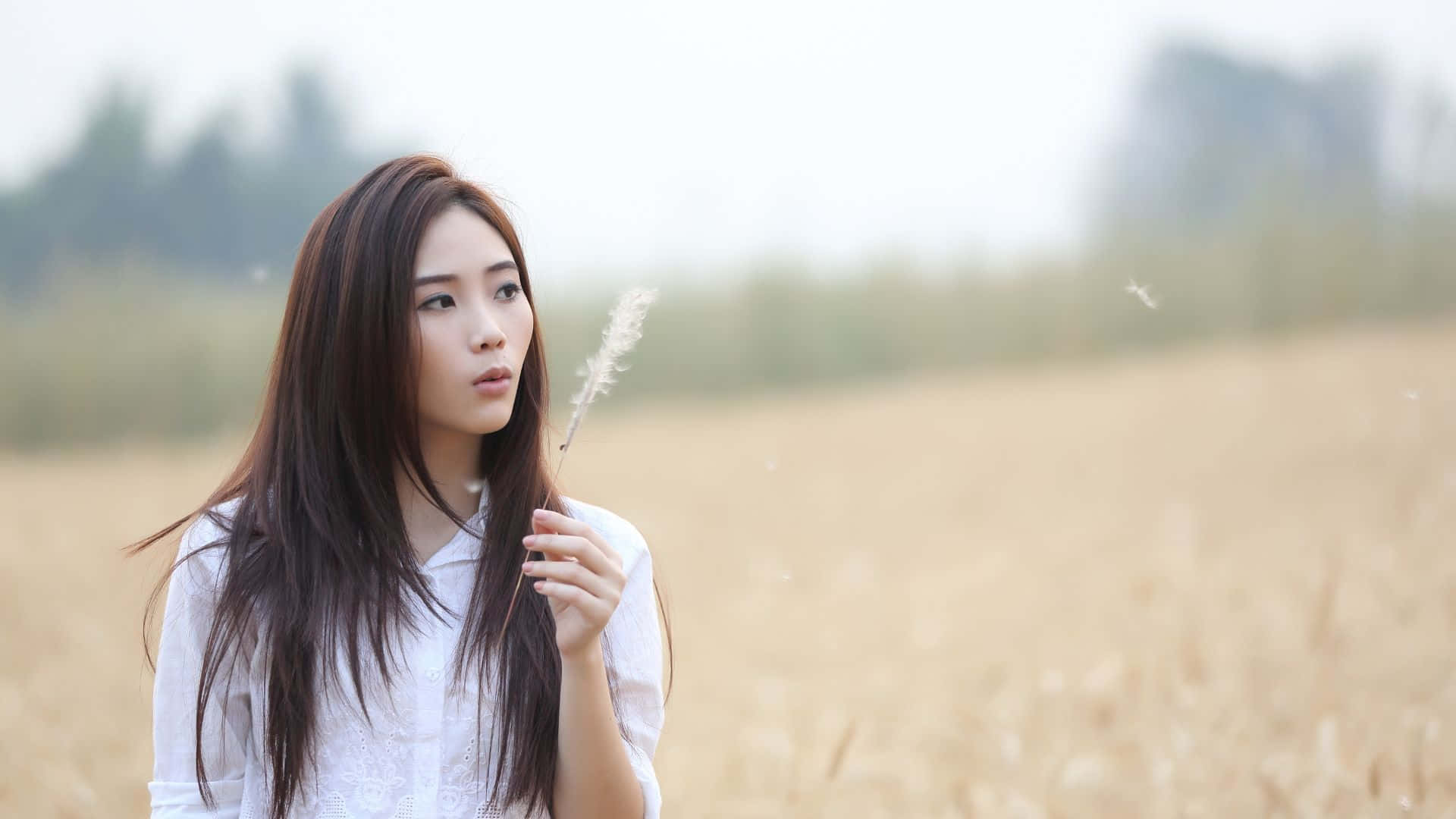 吸煙 桌布 壁紙 — 一位身穿白色襯衫的年輕女子站在金色的麥田裡，手持一根羽毛狀的草莖，蒲公英種子在她周圍飄浮。