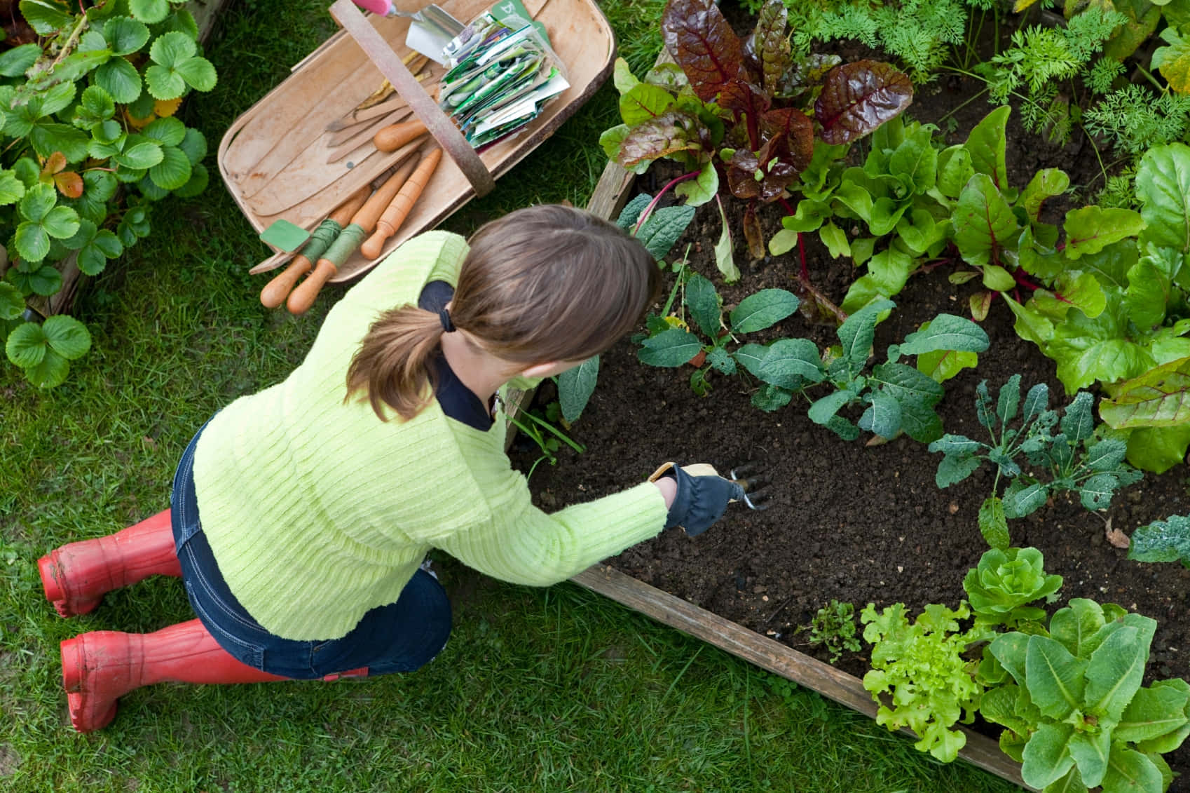 Gardening 桌布 壁紙 — 一位身穿紅色靴子和綠色毛衣的女性跪在花園苗床中，照料著綠葉蔬菜，附近有園藝工具。