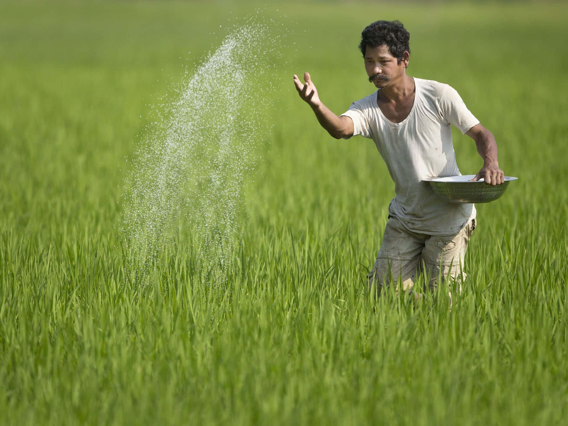 Farmer 桌布 壁紙 — 一位農夫在茂密的綠色稻田中，在明亮的日光下用手從碗裡撒種子。