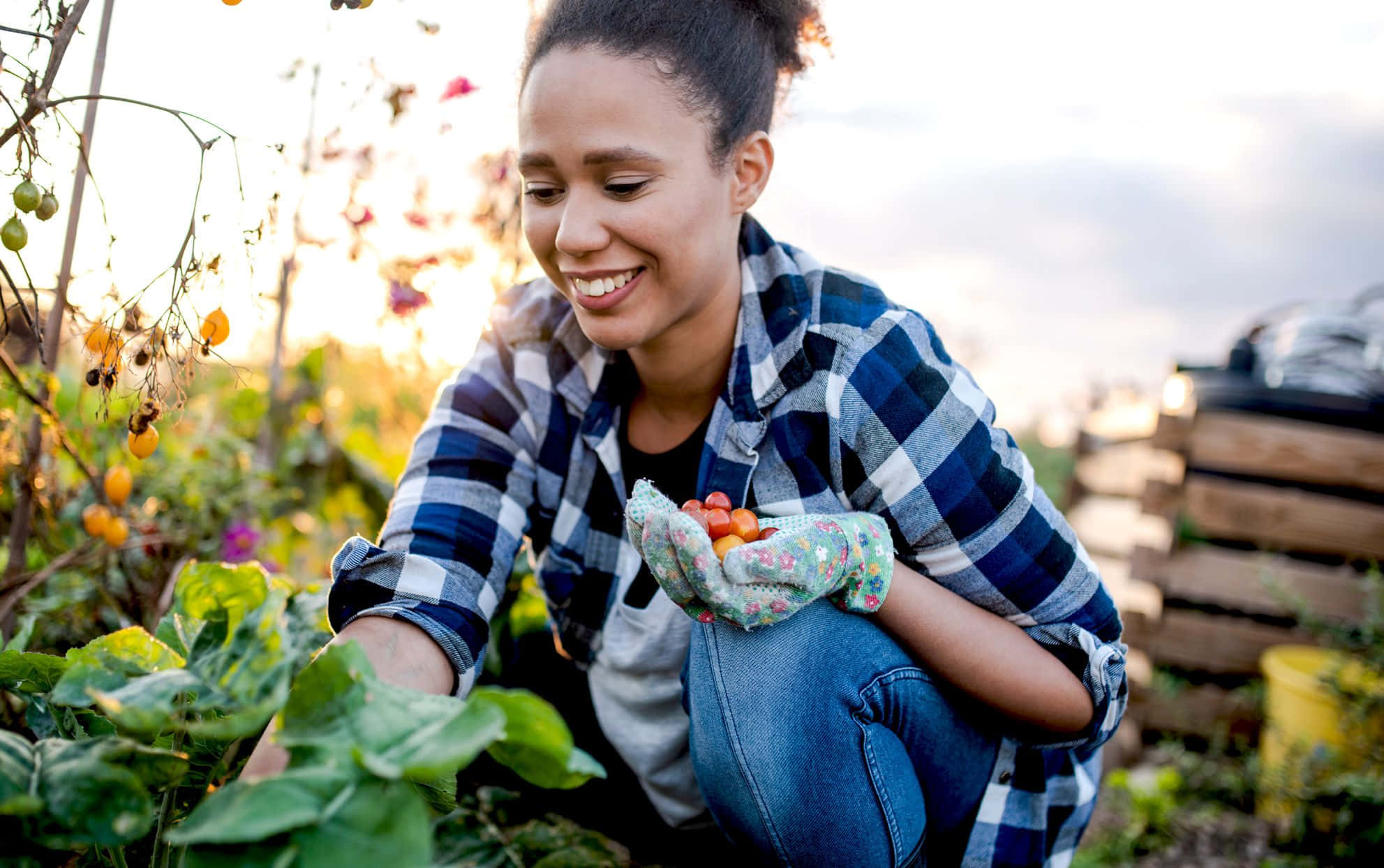 Gardening 桌布 壁紙 — 一位面帶微笑、身穿格仔衫和園藝手套的女性，在陽光明媚的菜園裡捧著新鮮的車厘茄。