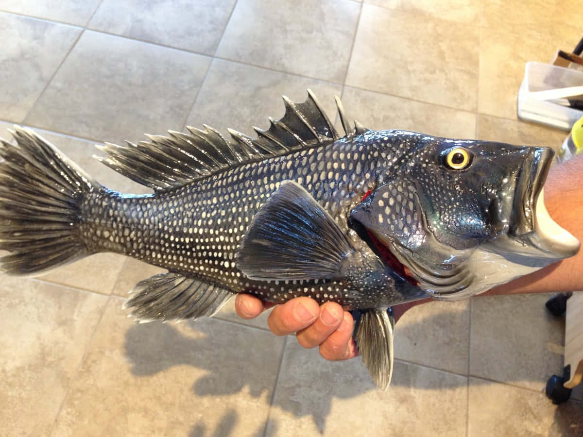 Black Sea Bass 桌布 壁紙 — 一個人喺瓷磚地板背景下，攞住一條有尖銳魚鰭同明亮黃色眼睛嘅大斑點魚。
