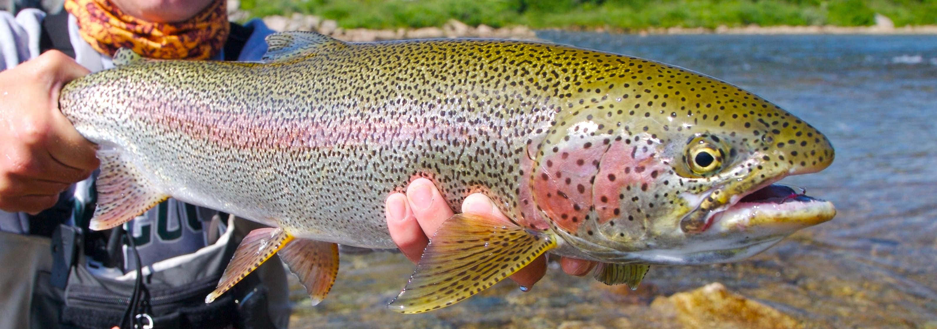 Brown Trout 桌布 壁紙 — 一個人喺陽光普照嘅河邊背景中，手持一條色彩繽紛嘅虹鱒魚，魚身有彩虹色嘅粉紅條紋同斑點鱗片。
