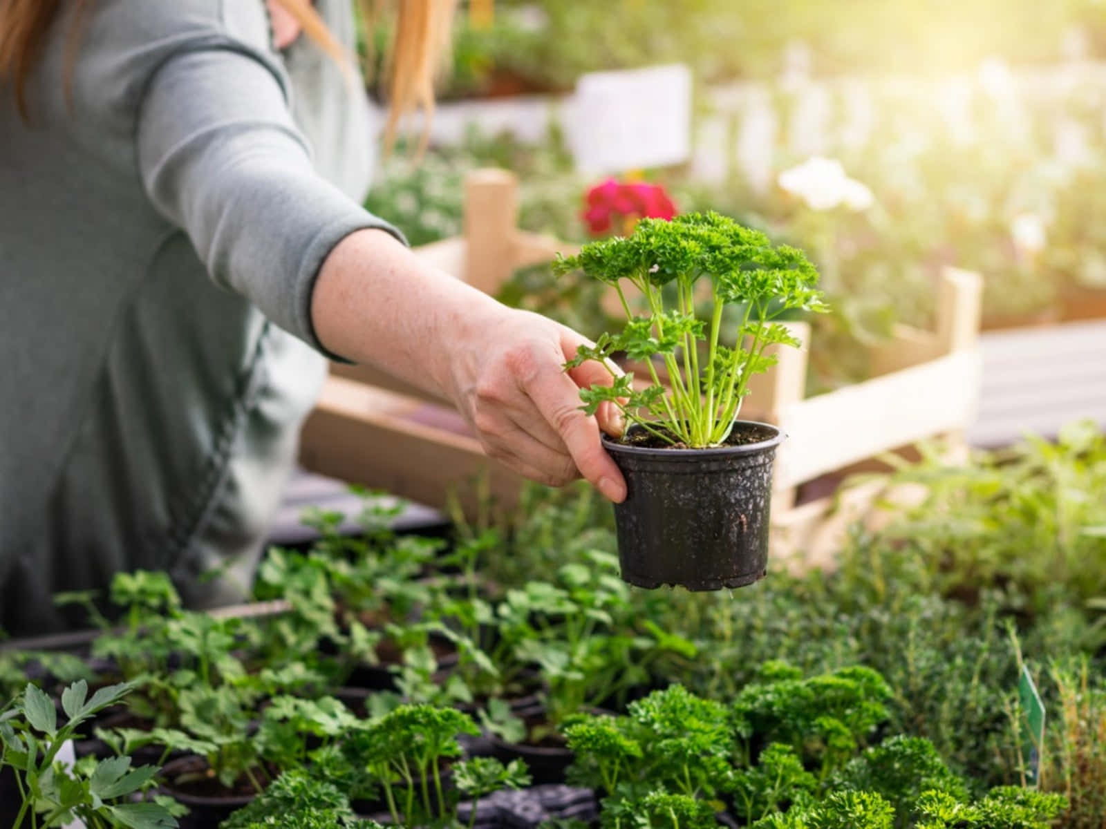 Herb Garden 桌布 壁紙 — 一個人在陽光普照的花園中，輕輕地將一小盆歐芹植物放在一盤茂盛的綠色幼苗上方。